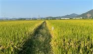 农业农村部部署水稻“双抢”机械化生产