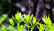 马云再“现身” 分享近况：目前我只关心教育和农业
