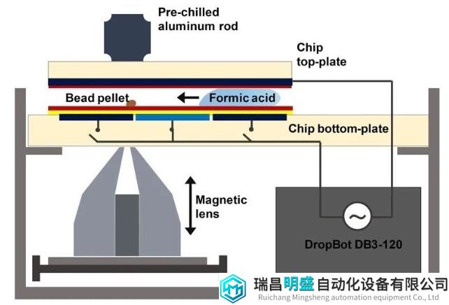 Top-down纳米蛋白组学研究进展：开拓数字微流控和磁珠样品前处理方法